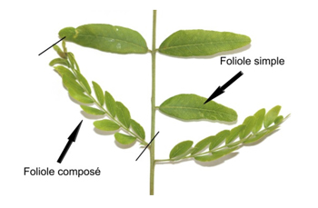 cle horticole