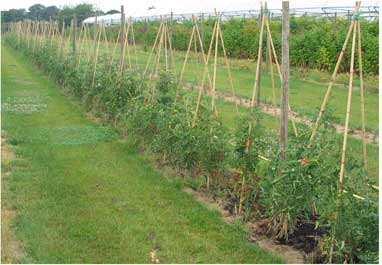Plantation de tomates