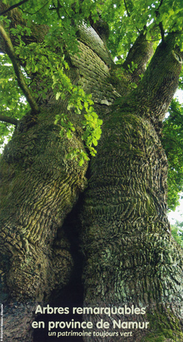 arbres remarquables en province de Namur