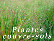 plantes couvre sols au CTH